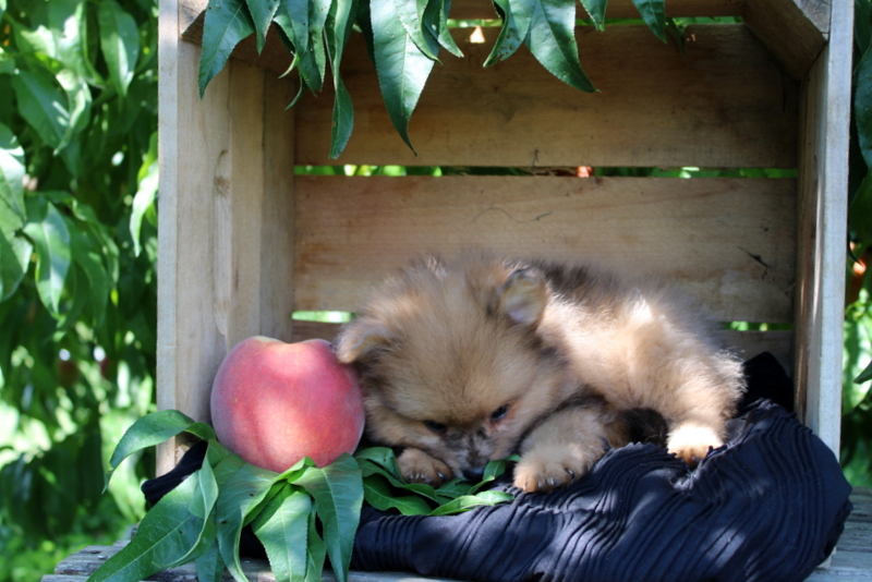 puppy, for, sale, Pomeranian, Matthew B. Stoltzfus, dog, breeder, Gap, PA, dog-breeder, puppy-for-sale, forsale, nearby, find, puppyfind, locator, puppylocator, aca